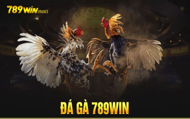 Sơ lược về sảnh đá gà 789win